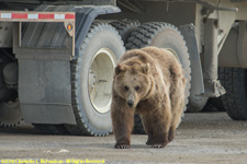 bear and truck
